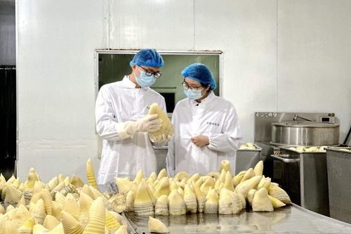 搶鮮出海 畬鄉(xiāng)筍罐頭走俏西班牙，傳統(tǒng)食品打開(kāi)國(guó)際新銷(xiāo)路